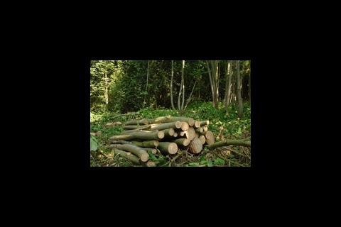 A pile of coppiced sweet chestnut